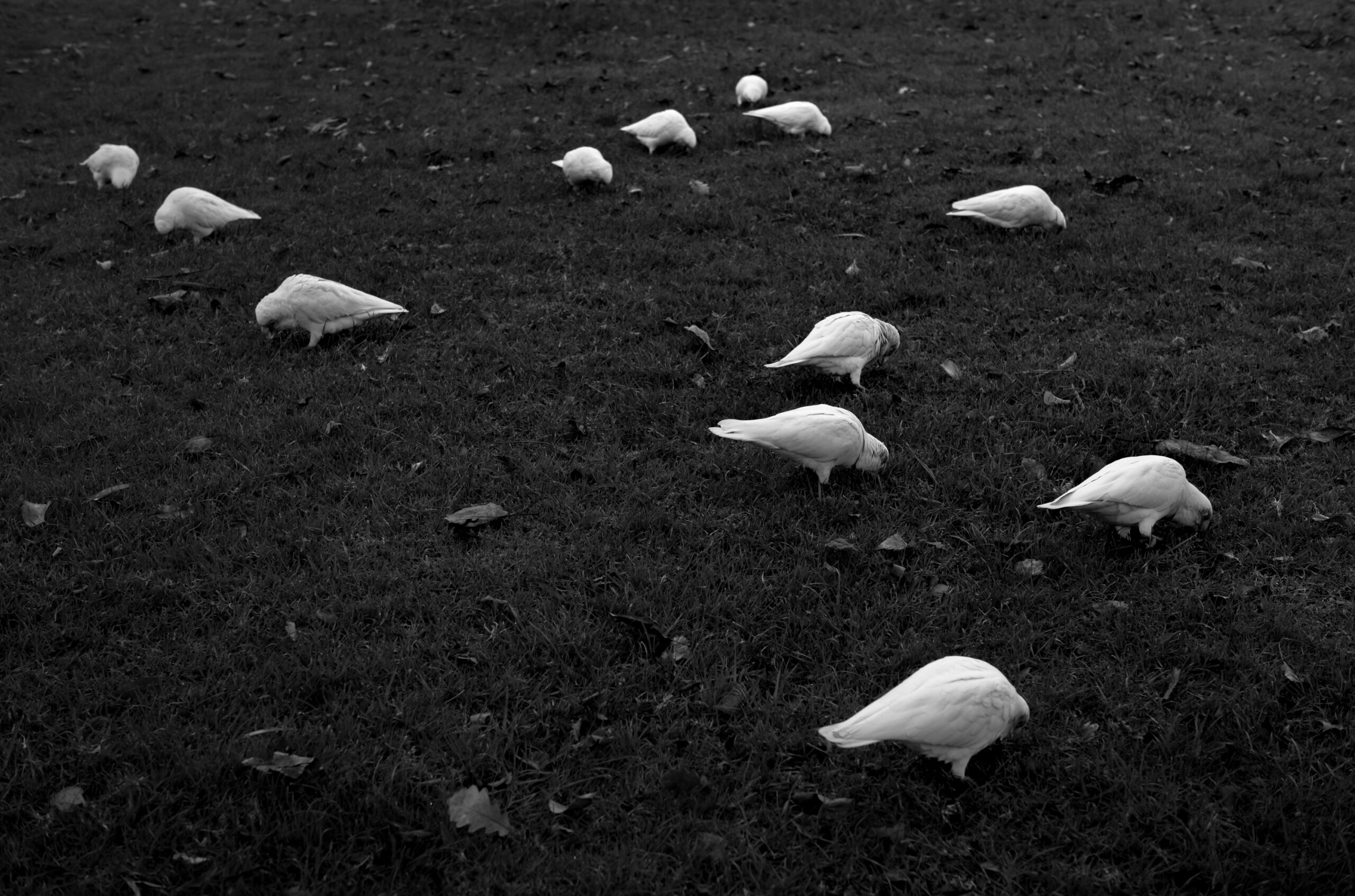 Intervals (24 of 103)